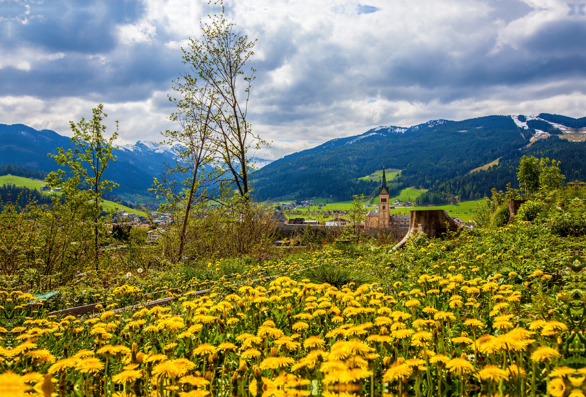 Eine Löwenzahnwiese auf der Kaiserpromenade