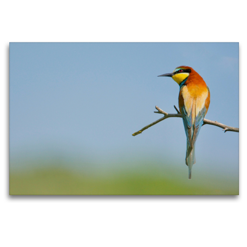 Ein Motiv aus dem Kalender Merops apiaster - der Bienenfresser