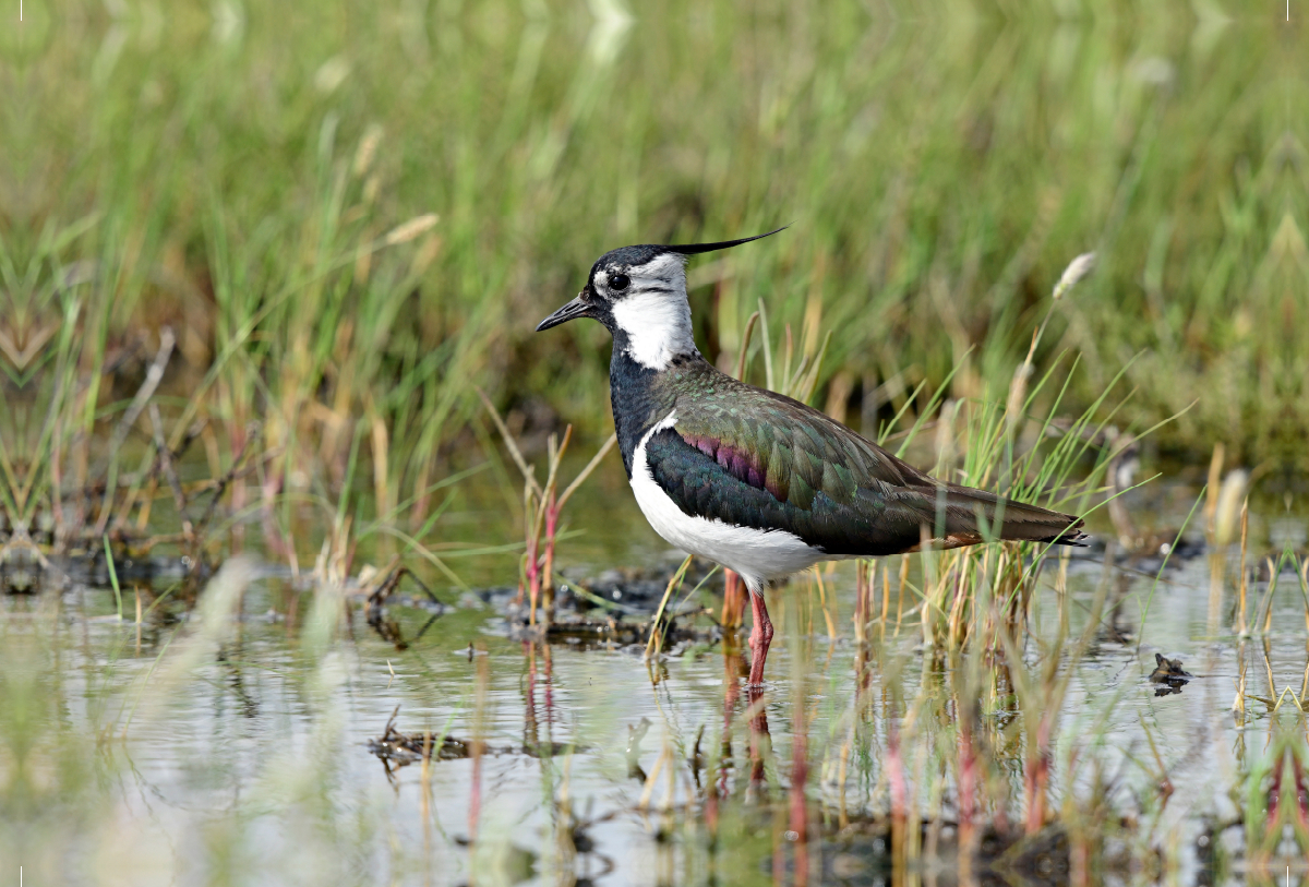 Kiebitz (Vanellus vanellus)