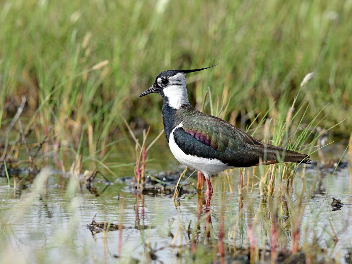 Kiebitz (Vanellus vanellus)