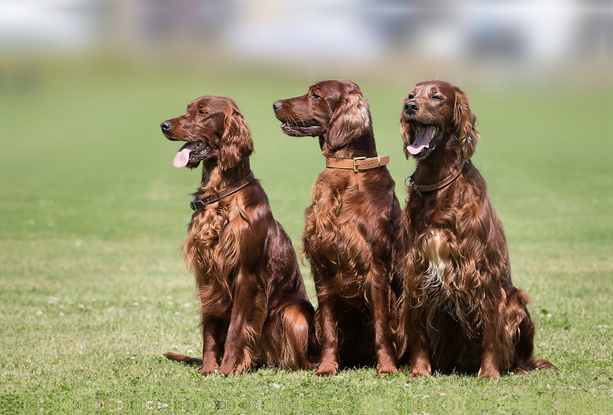 3 Irish Setter