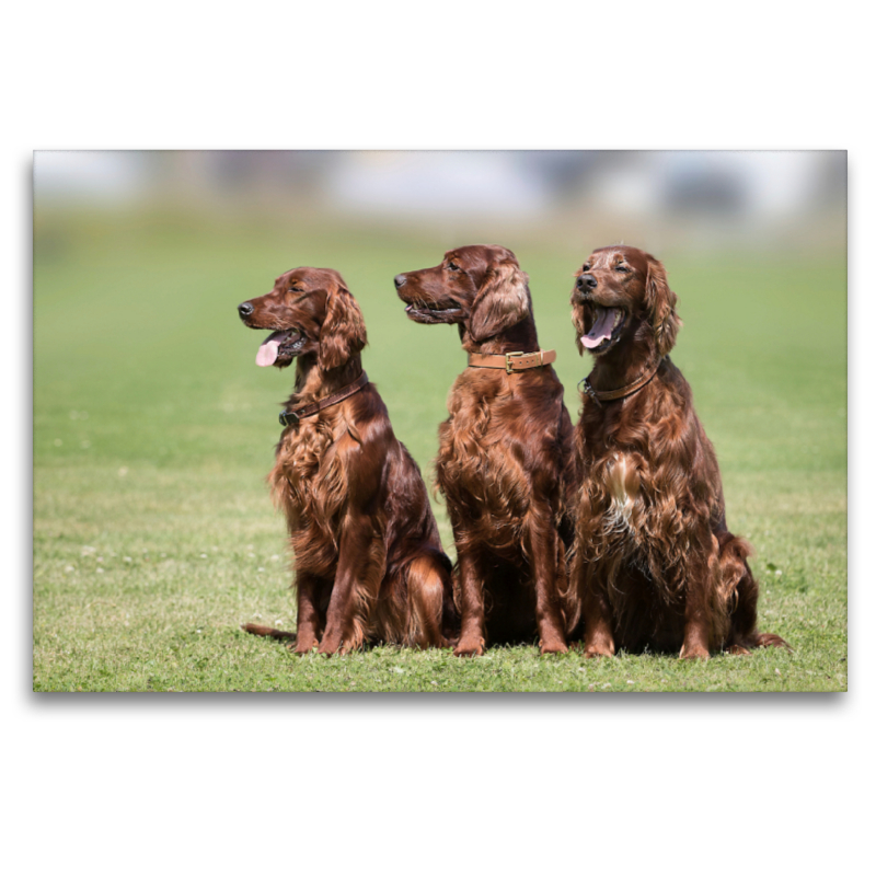 3 Irish Setter