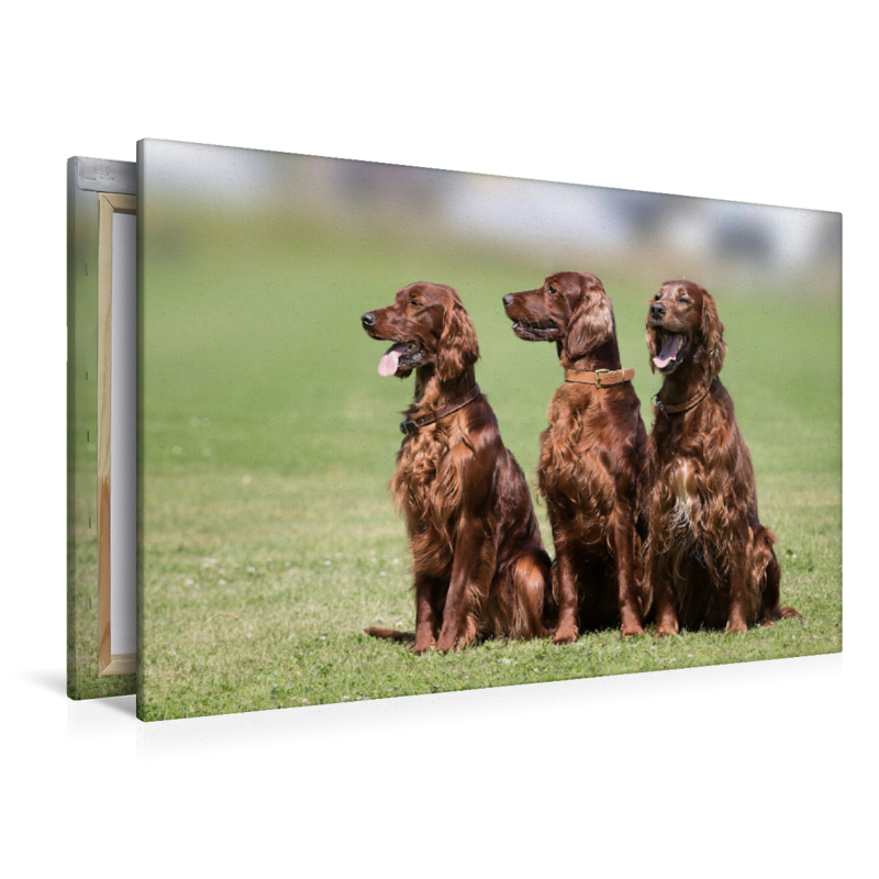 3 Irish Setter