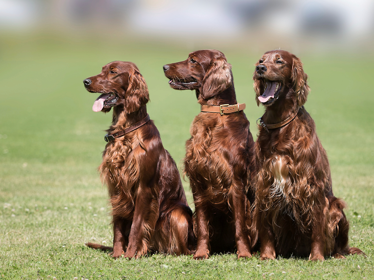 3 Irish Setter