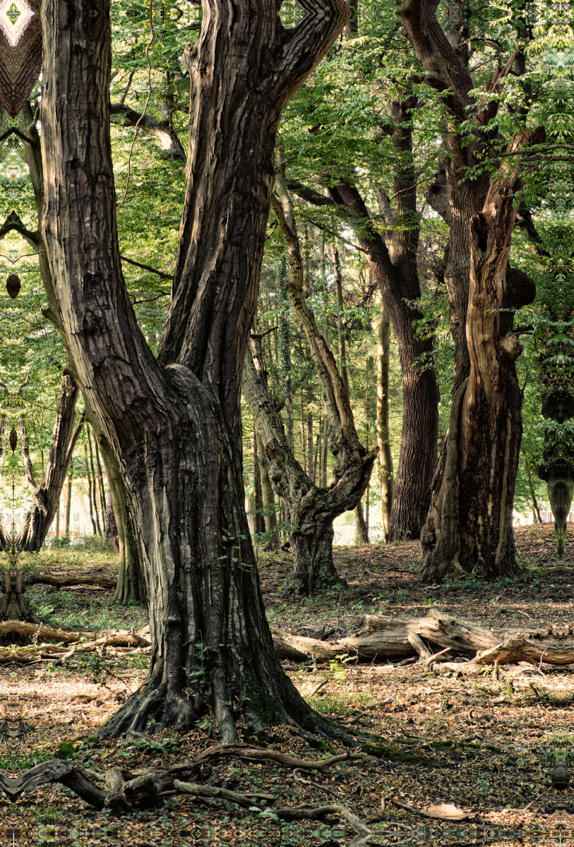 Walderlebnispfad, Bad Bentheim