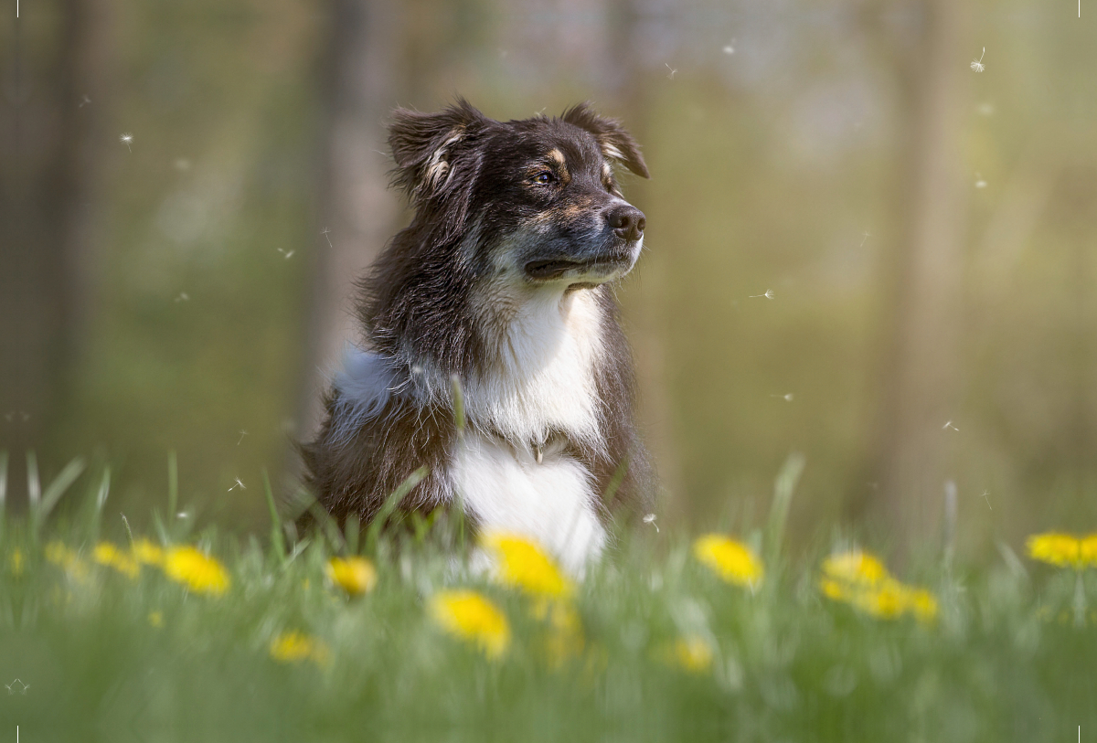 Australian Shepherd im Löwenzahn