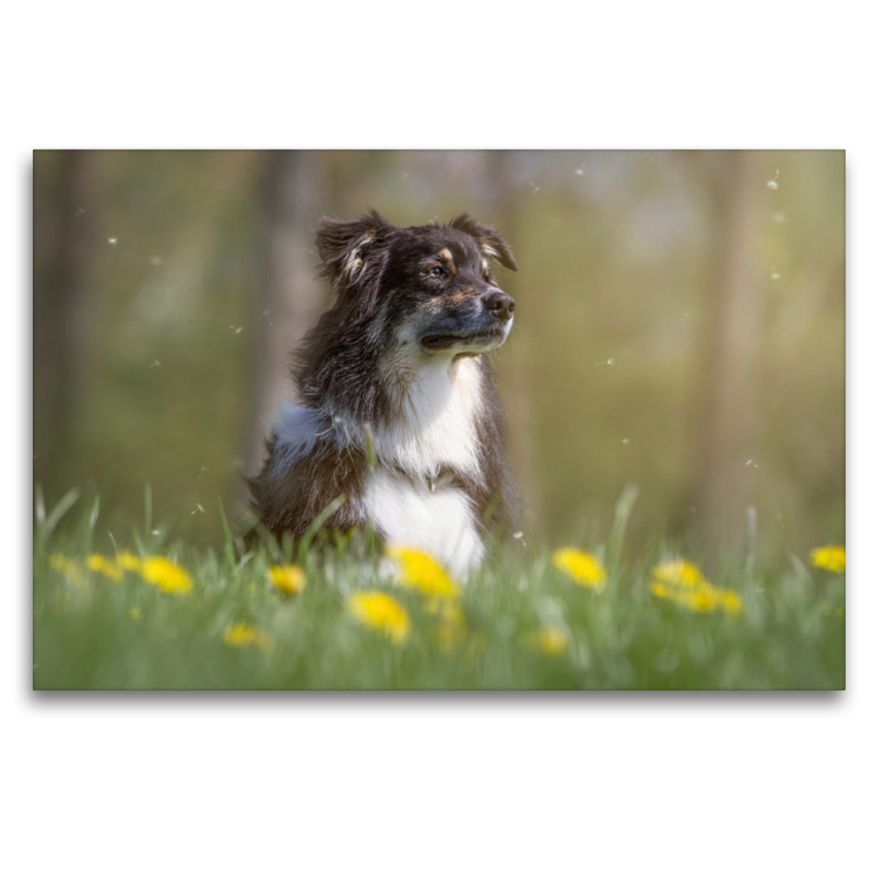 Australian Shepherd im Löwenzahn