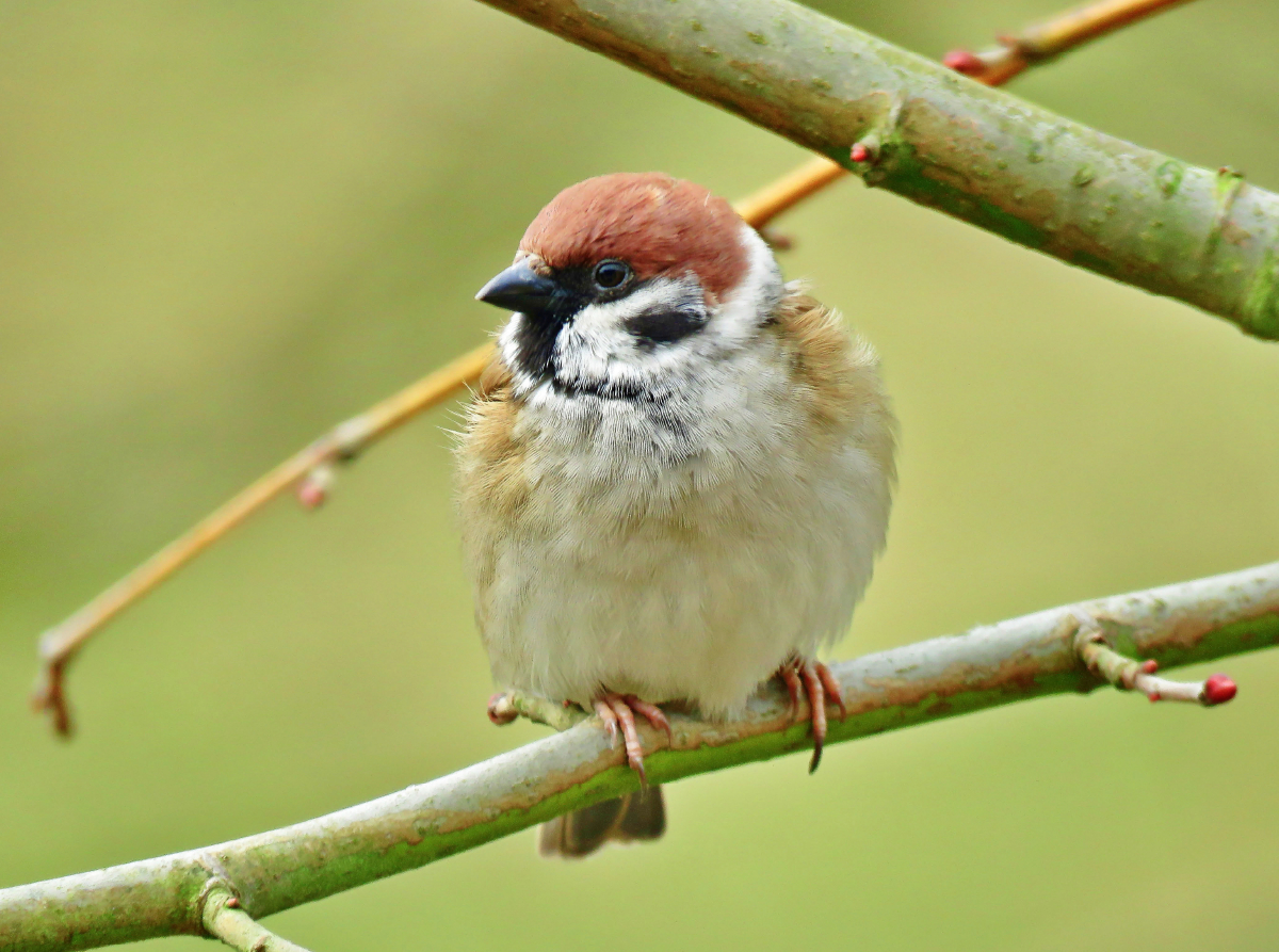 Feldsperling