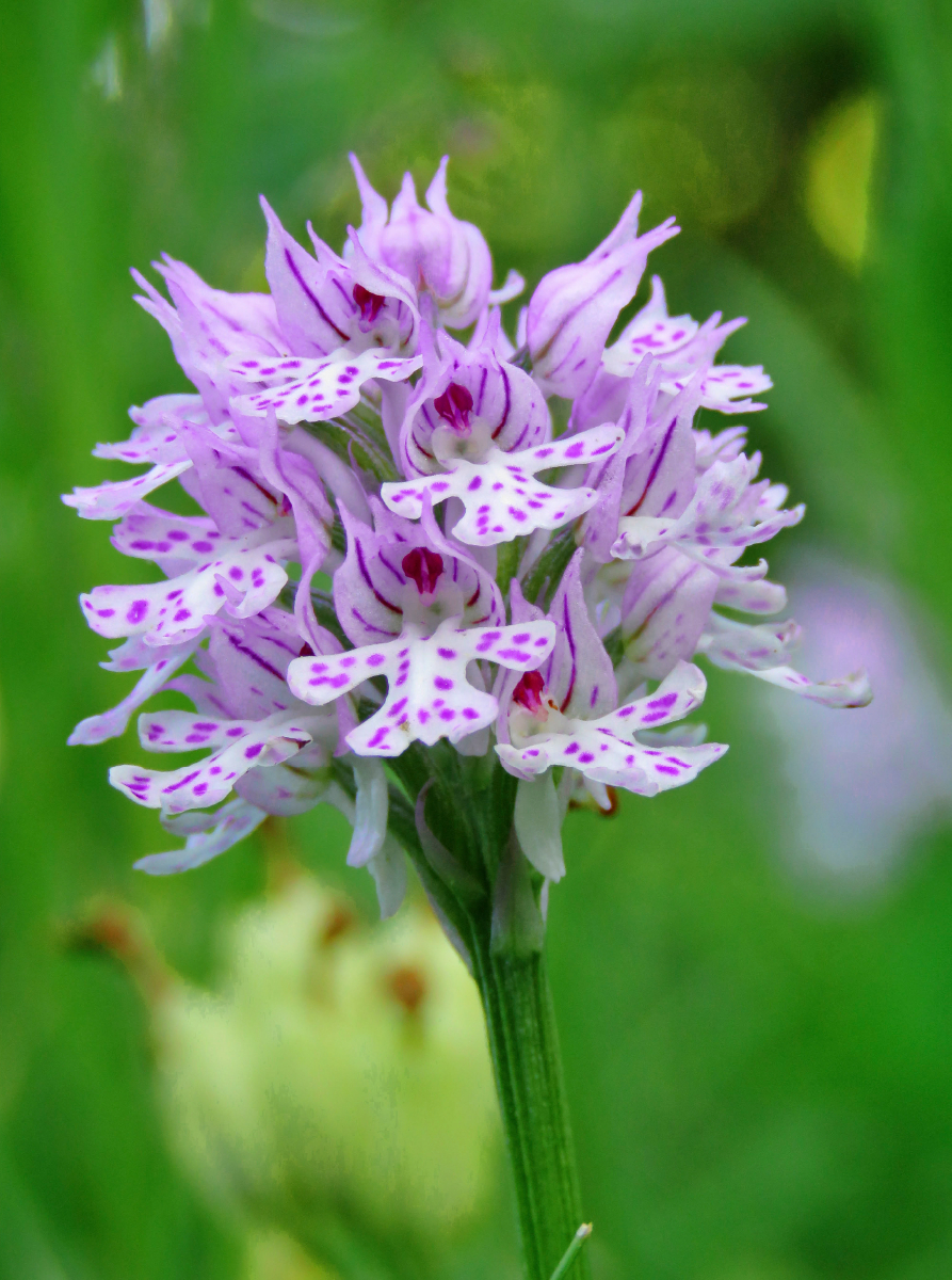 Dreizähniges Knabenkraut (Neotinea tridentata)