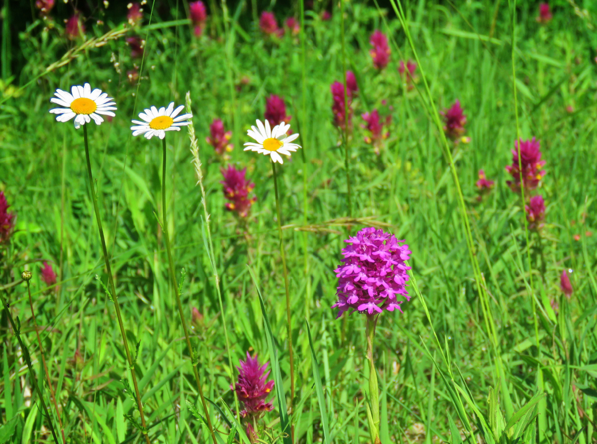 Pyramiden-Orchis in bunter Gesellschaft