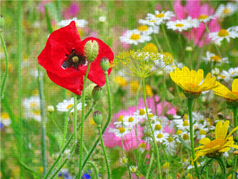 Bunte Blumenwiese