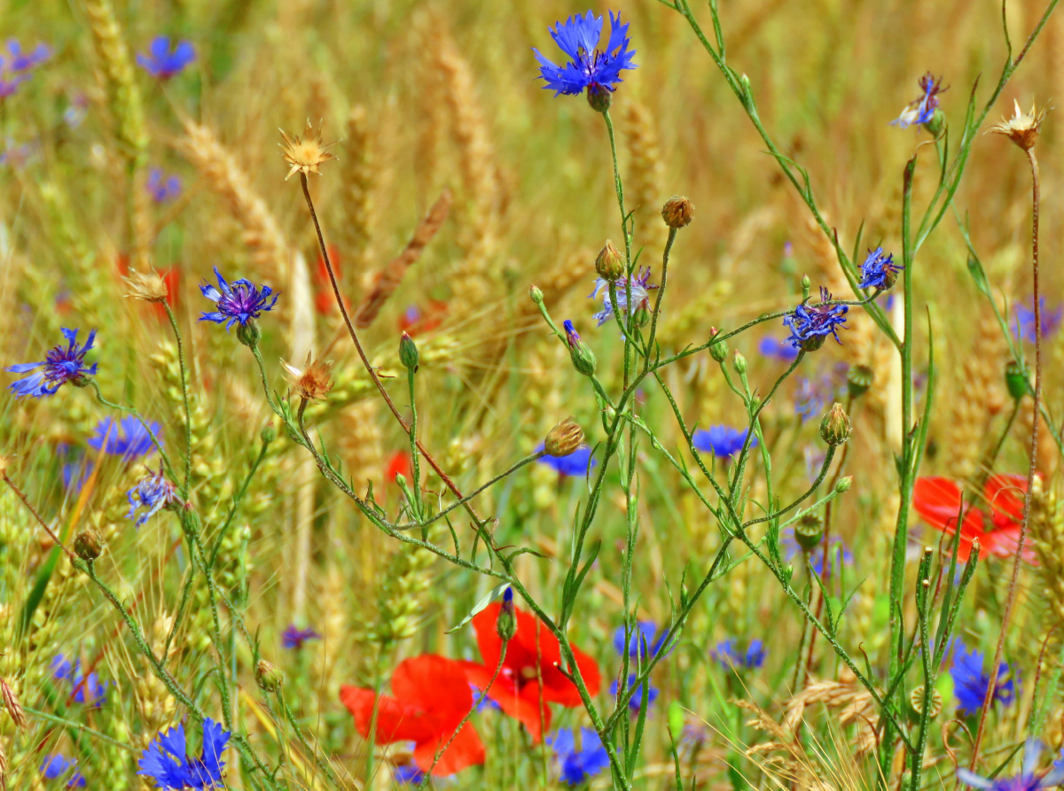 Kornblumen und rote Mohntupfen