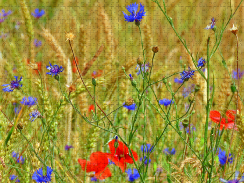 Kornblumen und rote Mohntupfen