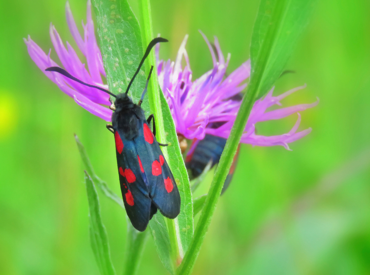 Flockenblume und Widderchen