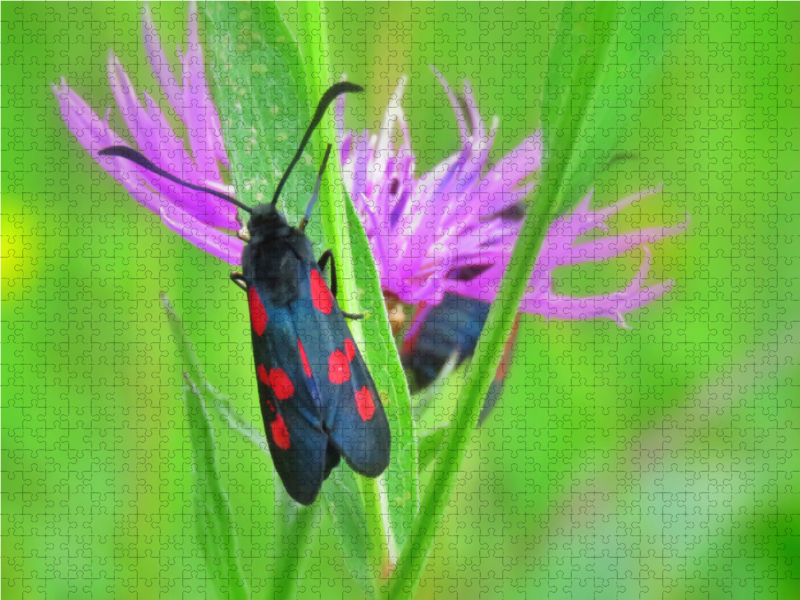 Flockenblume und Widderchen