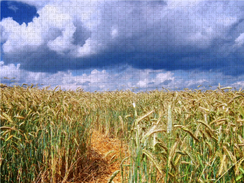 Strohweg durch ein Kornfeld in Germerode