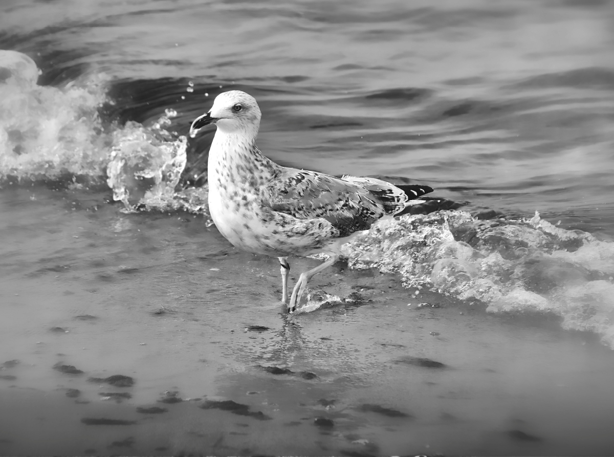 Mantelmöve an der Ostsee