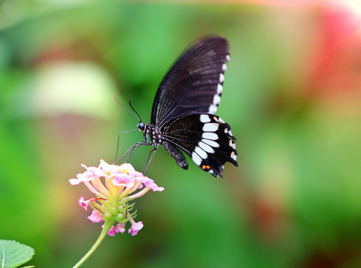 Papilio polytes - Kleiner Mormone