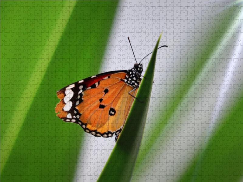 Danaus chrysippus - Kleiner Monarch