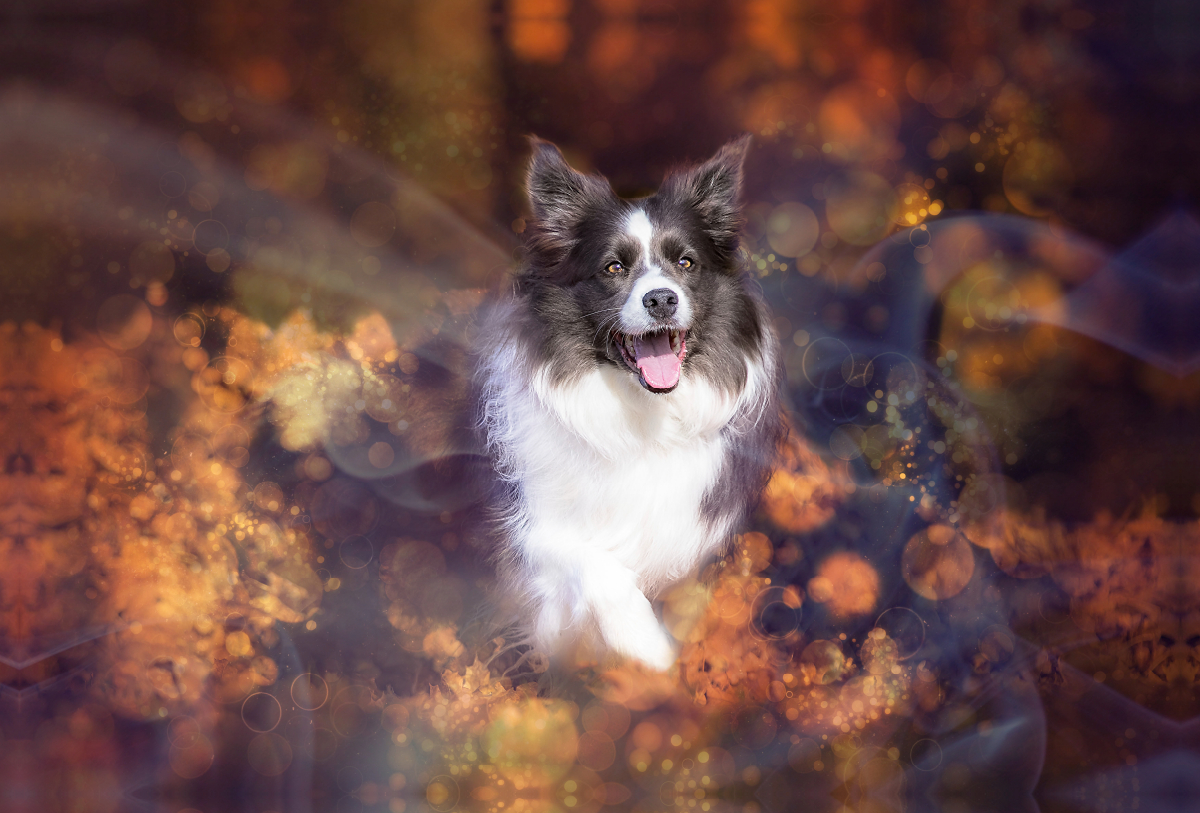 Border Collie