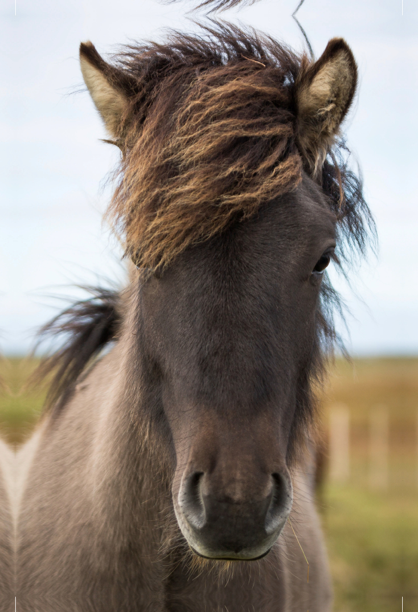 Strähnchenpony