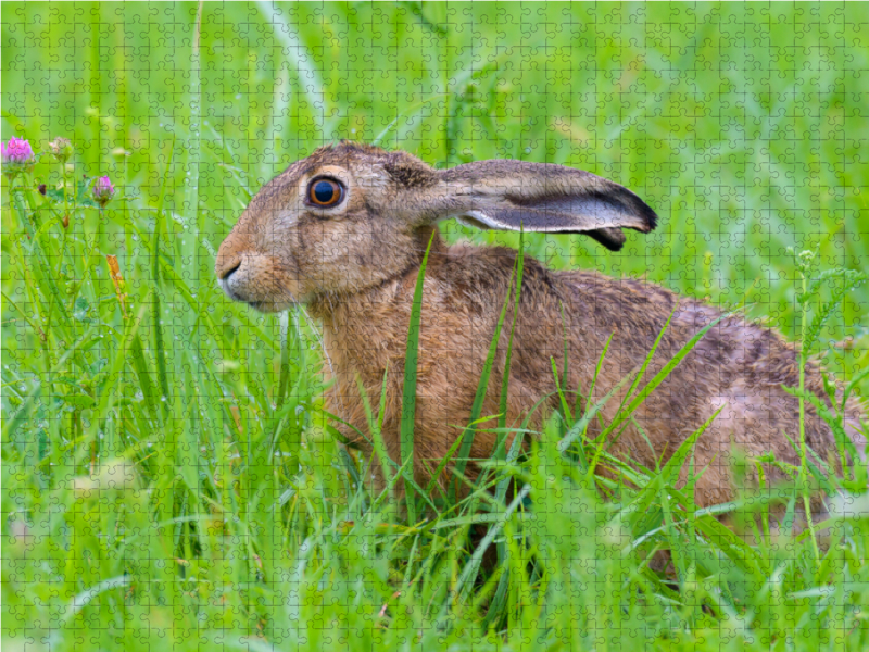 Feldhase in einer Wiese