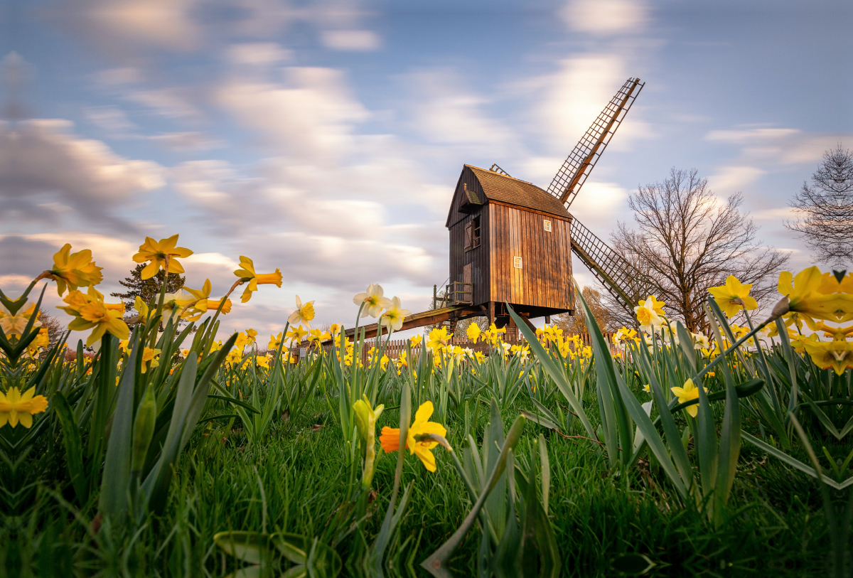 Bockwindmühle Victoria Luise in Braunschweig