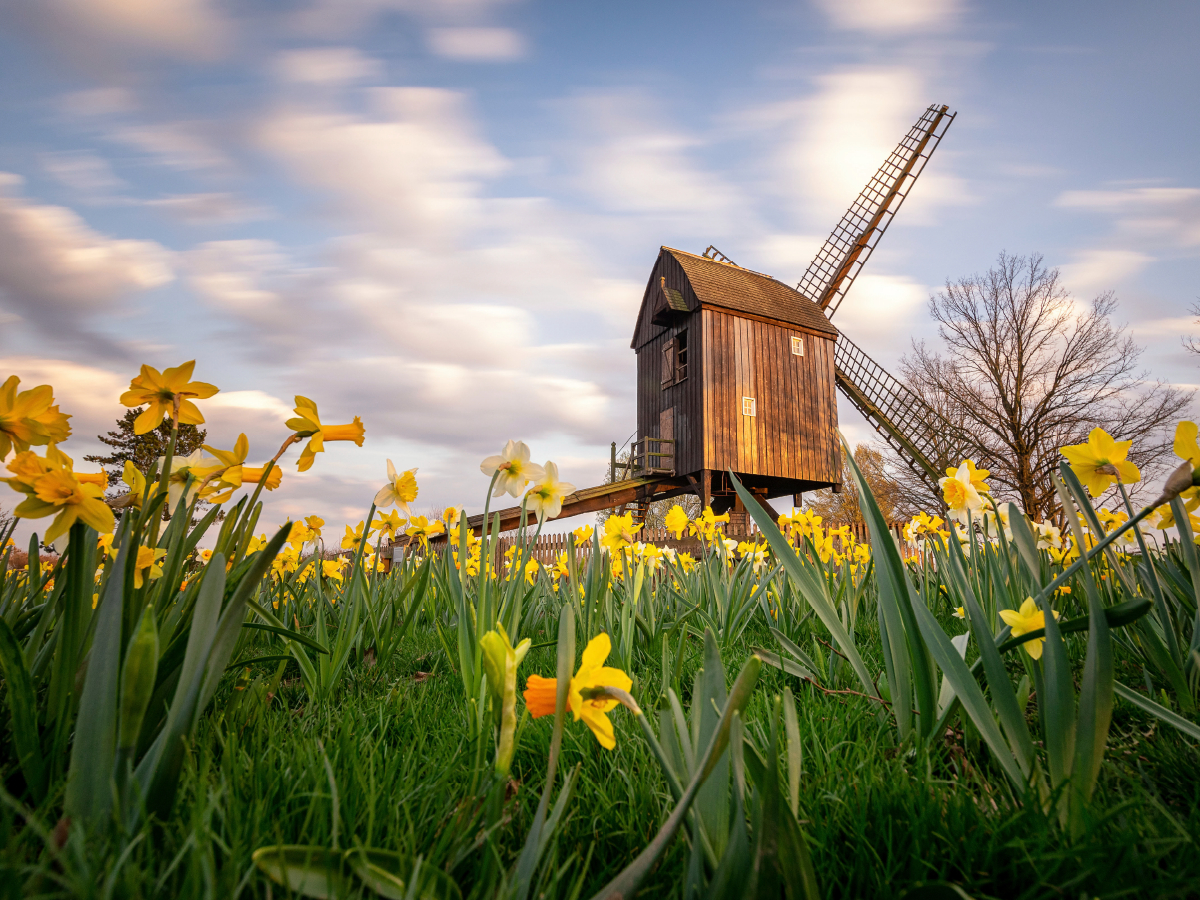 Bockwindmühle Victoria Luise in Braunschweig