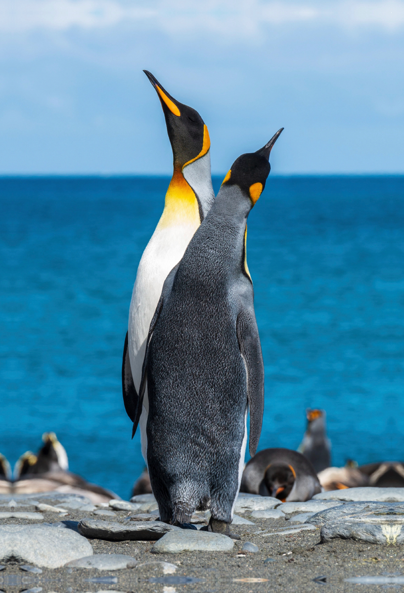 Den Himmel suchende Pinguine