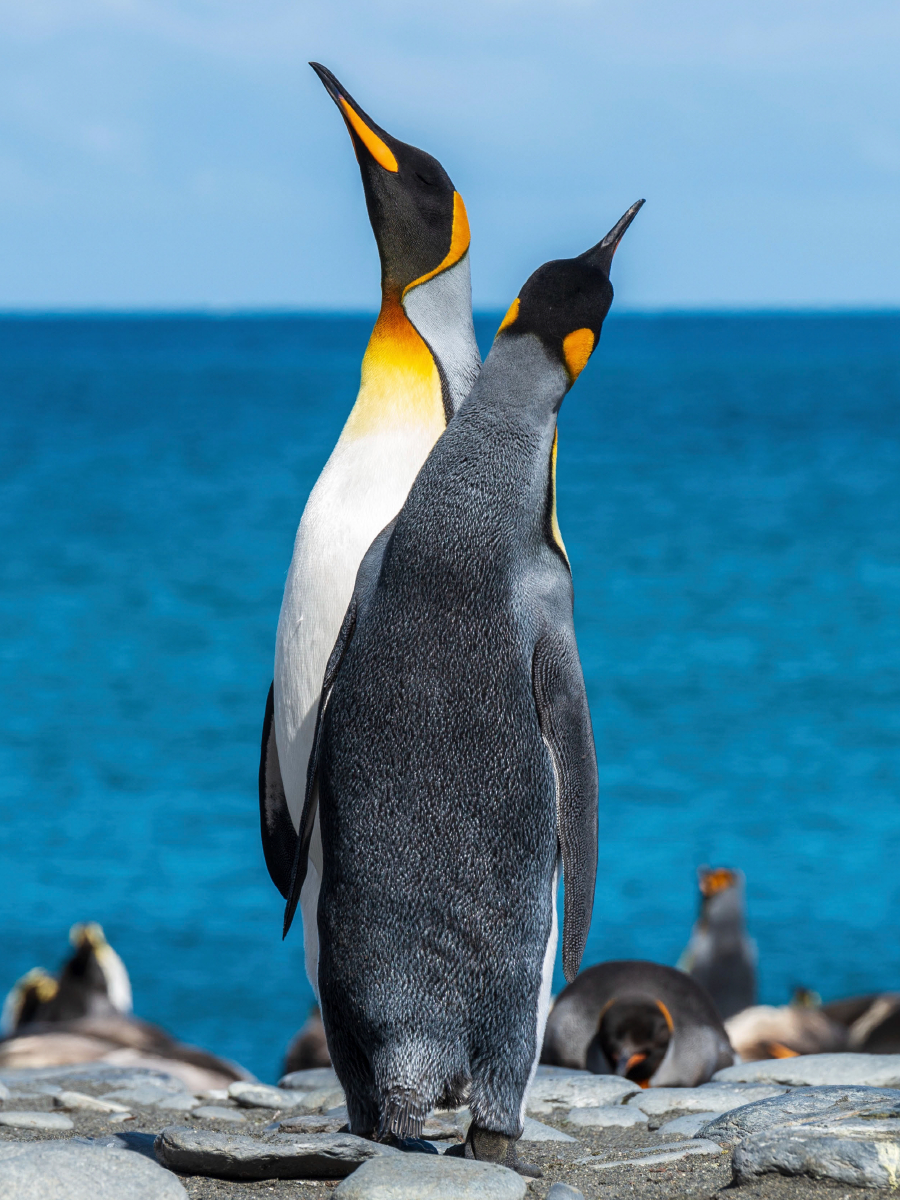 Den Himmel suchende Pinguine