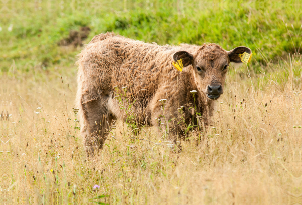 Bezauberndes Galloway Kalb