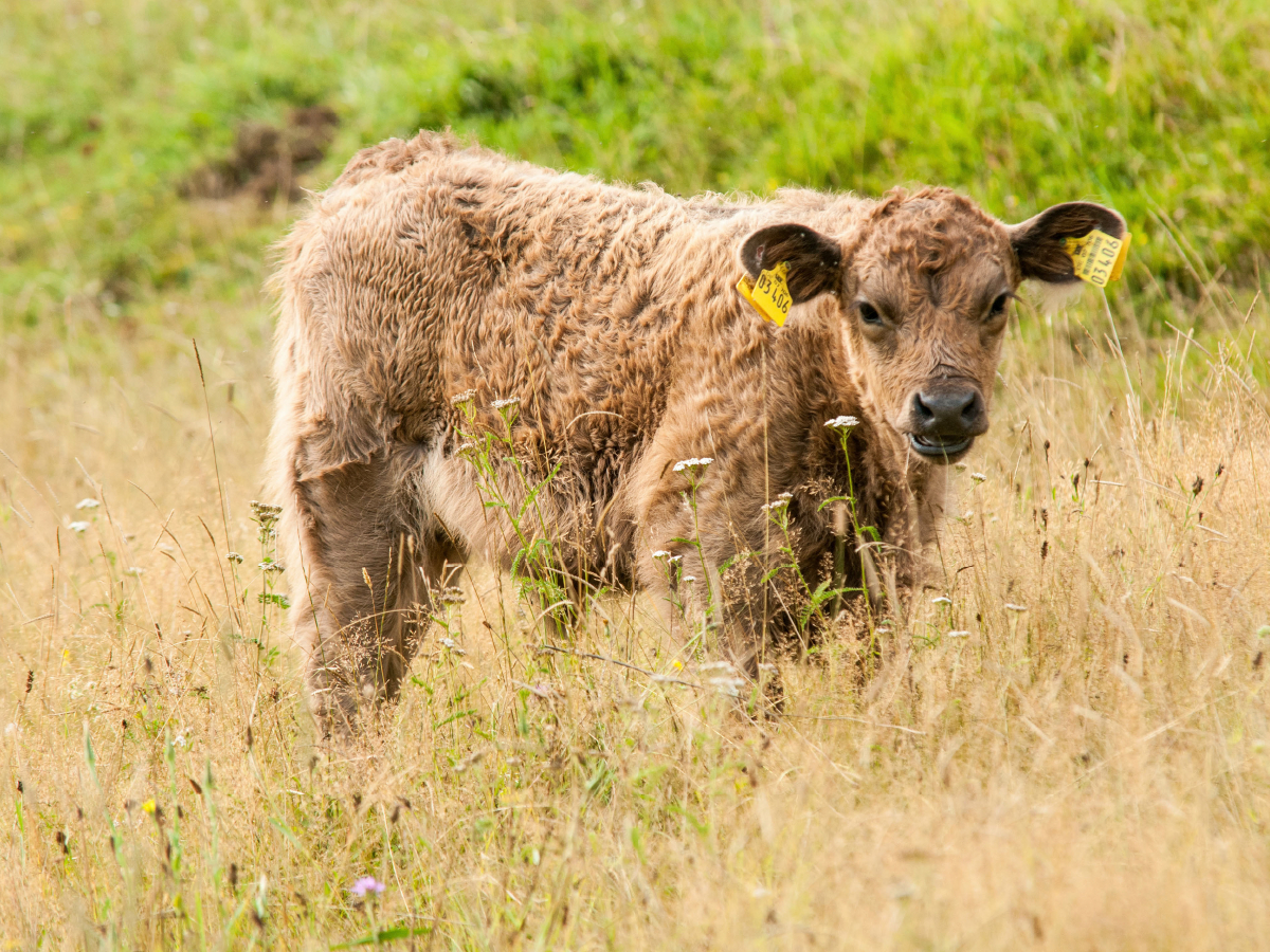 Bezauberndes Galloway Kalb