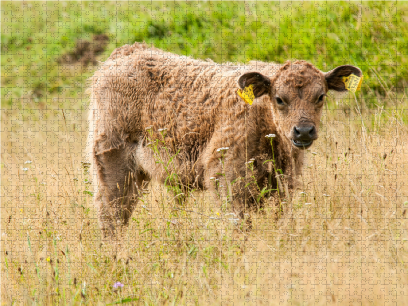 Bezauberndes Galloway Kalb