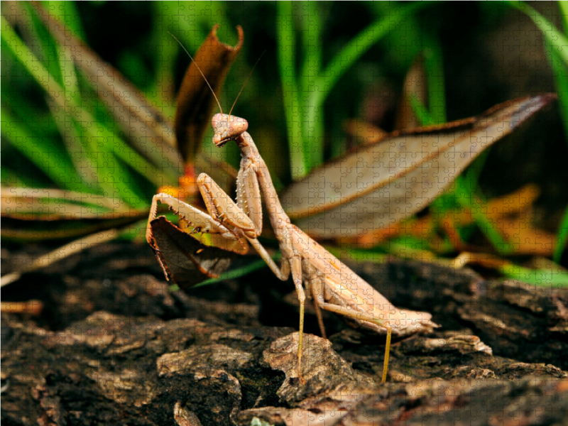 Gottesanbeterin in Griechenland (Iris oratoria)