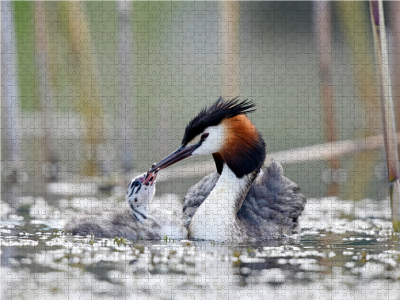 Haubentaucher (Podiceps cristatus)