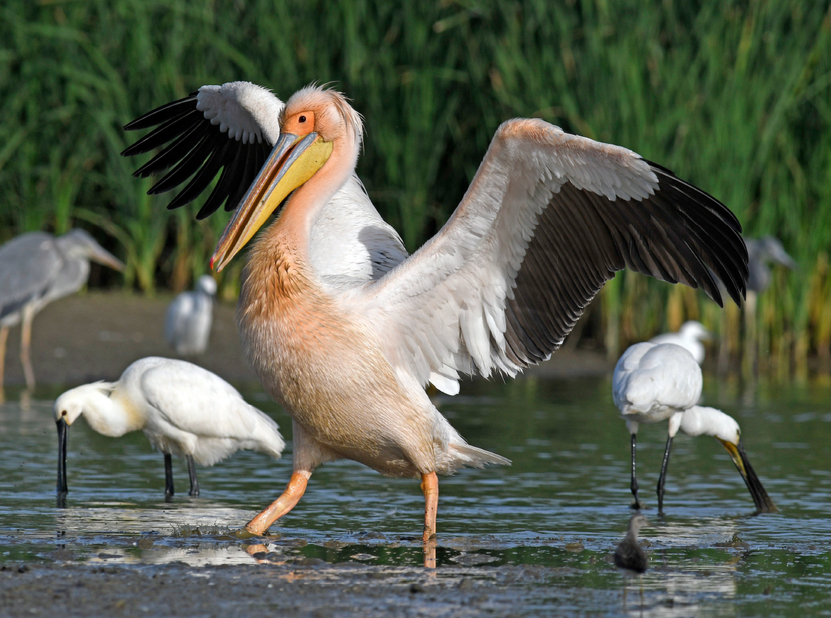 Rosapelikan (Pelecanus onocrotalus)