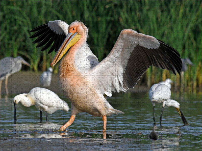 Rosapelikan (Pelecanus onocrotalus)