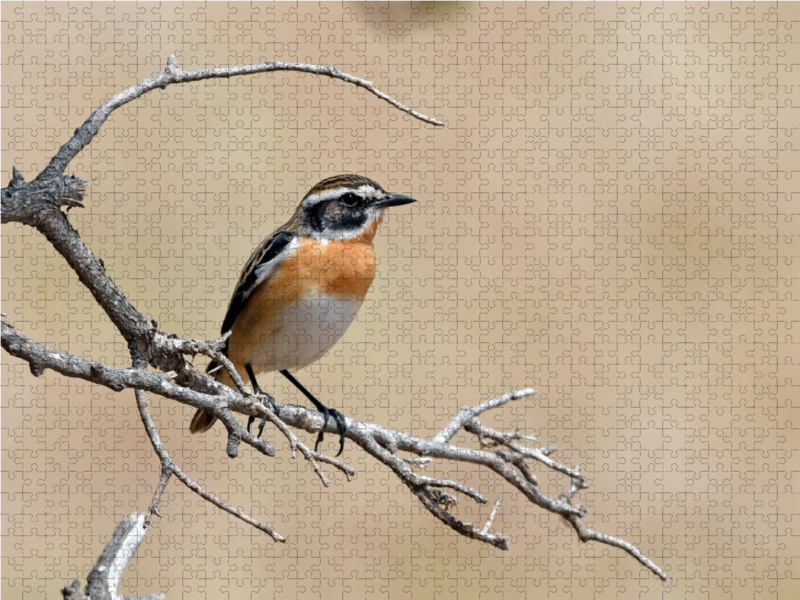 Braunkehlchen (Saxicola rubetra)