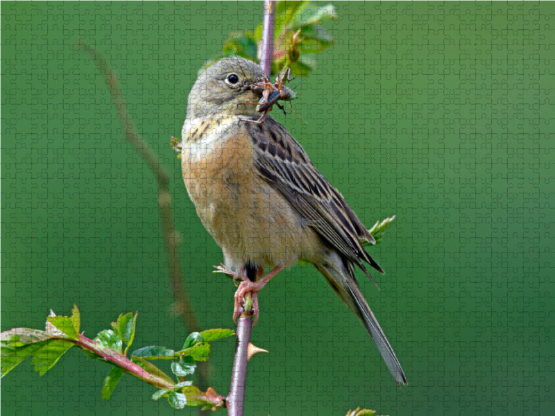 Ortolan (Emberiza hortulana)