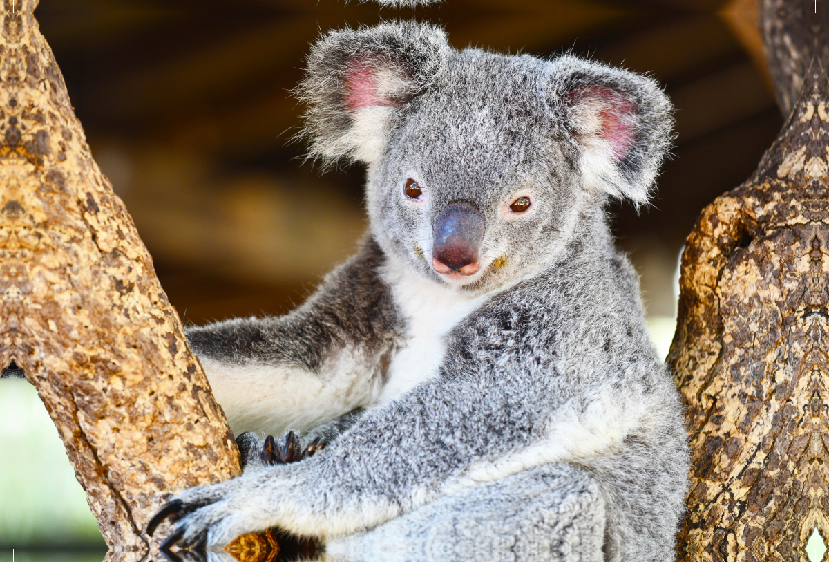 Ein Motiv aus dem Kalender Koalas, putzige Gesellen