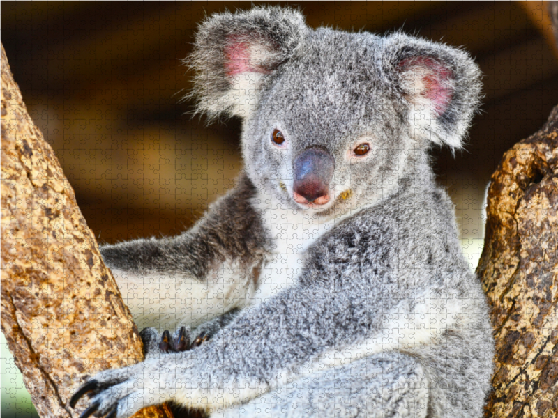 Ein Motiv aus dem Kalender Koalas, putzige Gesellen