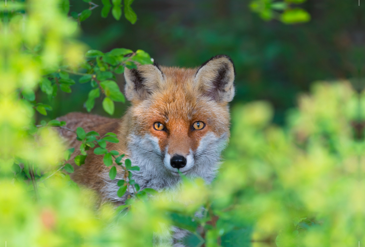 Fuchs schaut aus einer Hecke