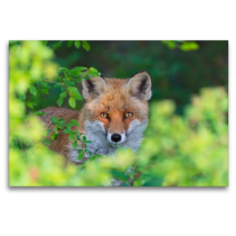 Fuchs schaut aus einer Hecke