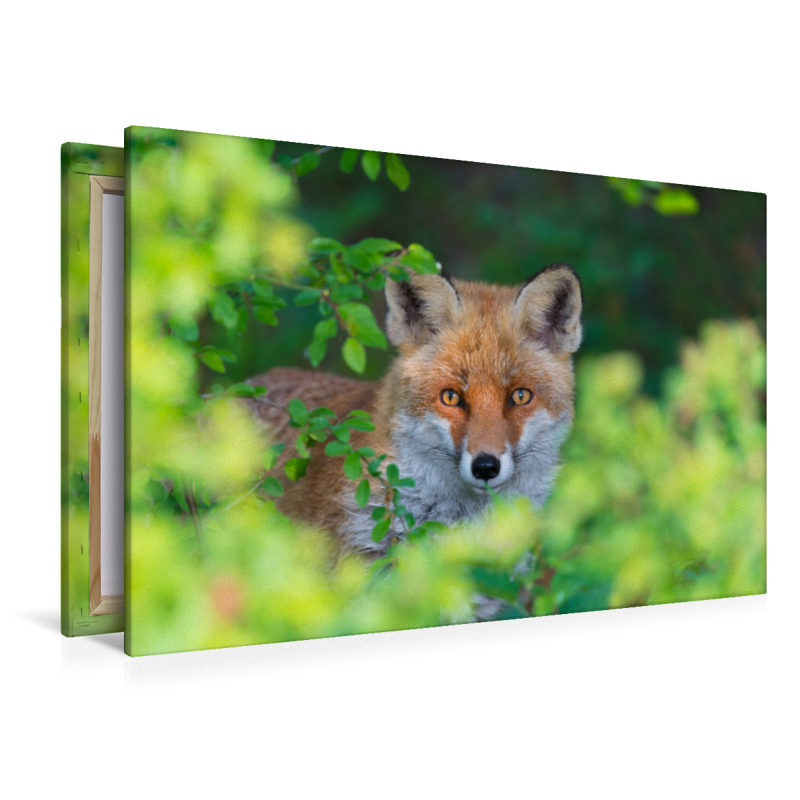 Fuchs schaut aus einer Hecke