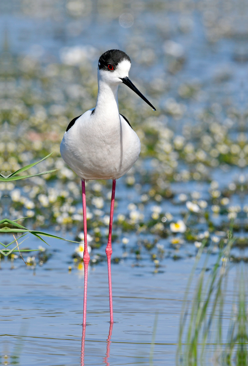 Stelzenläufer - Himantopus himantopus