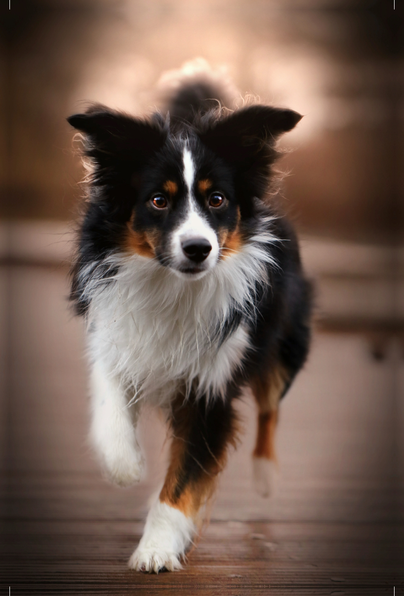 Australian Shepherd Tri Color