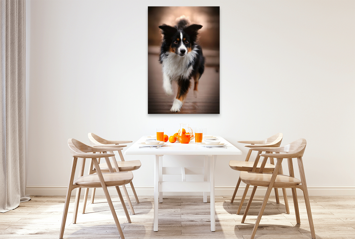 Australian Shepherd Tri Color