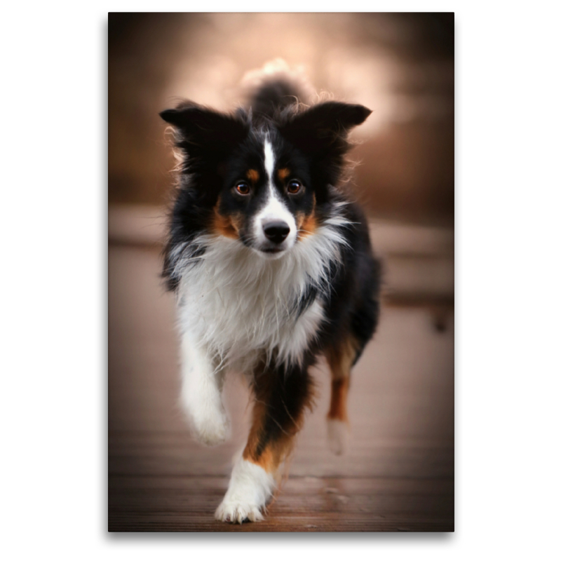 Australian Shepherd Tri Color