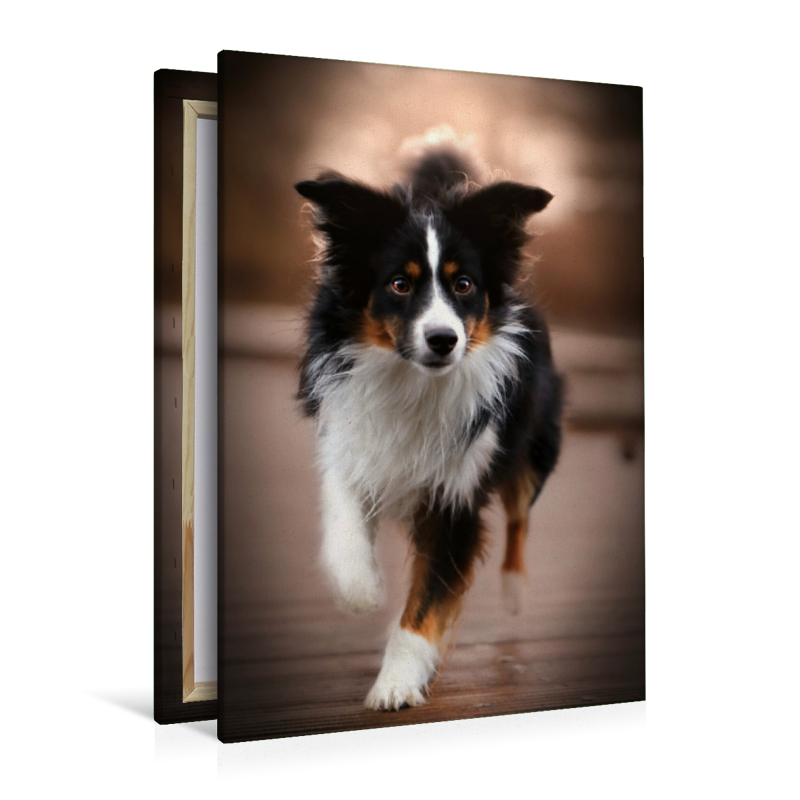 Australian Shepherd Tri Color