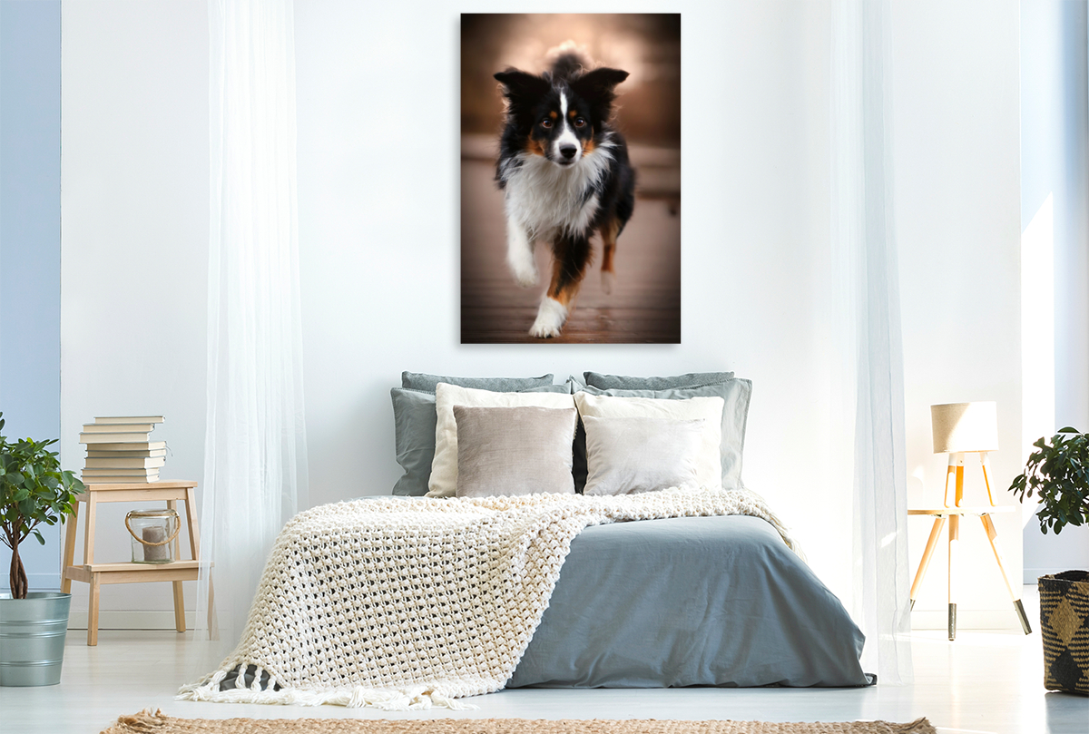 Australian Shepherd Tri Color